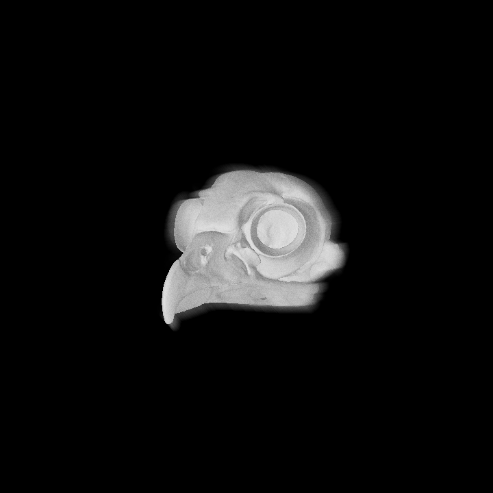 Louis Rakovich - specimen - barred owl skull.gif