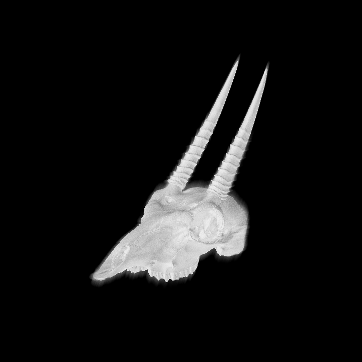 Louis Rakovich - specimen - oribi skull.gif