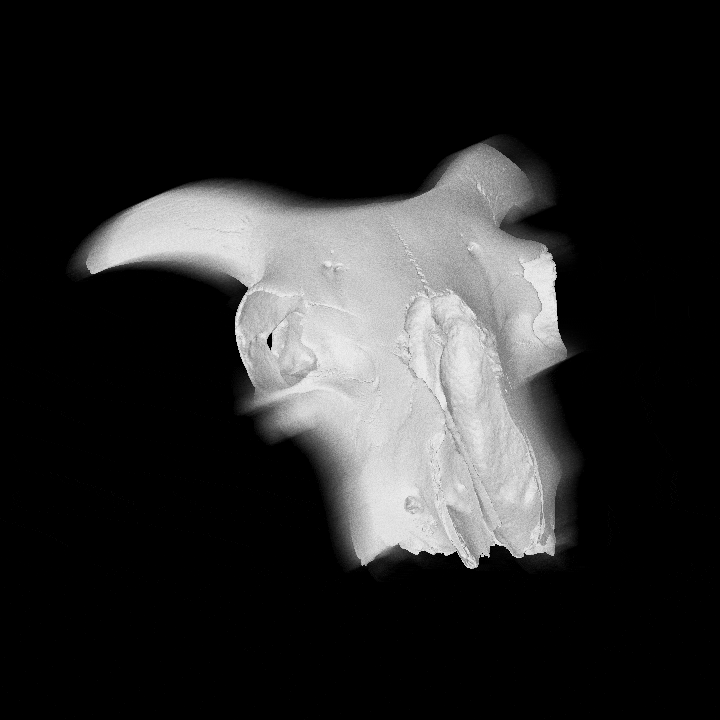 Louis Rakovich - specimen - ram skull.gif