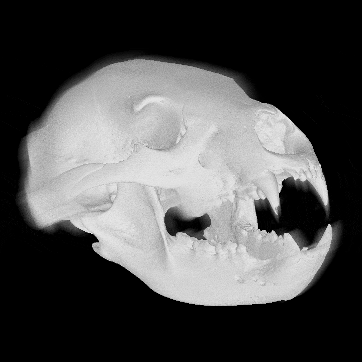 Louis Rakovich - specimen - black bear skull.gif
