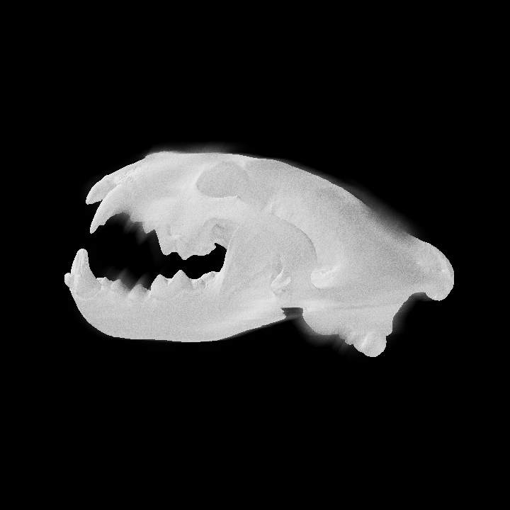 Louis Rakovich - specimen - wolverine skull.gif