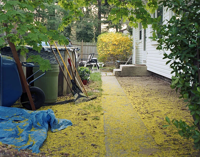 BackyardF.jpg