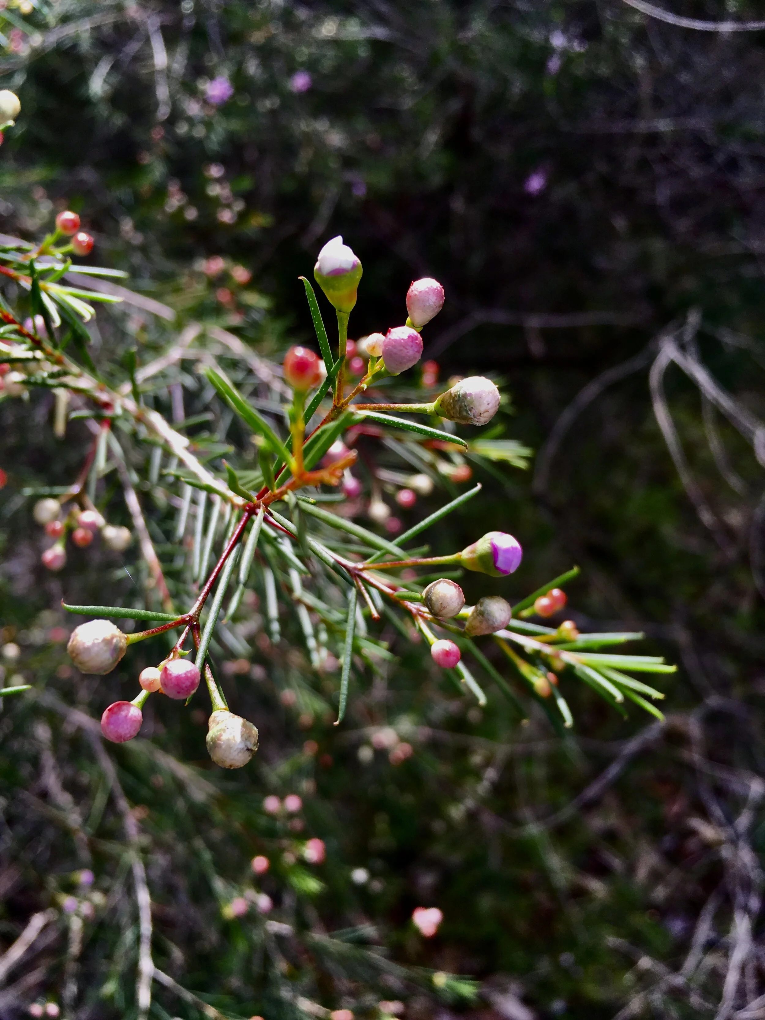Spring is coming to my part of the world again
