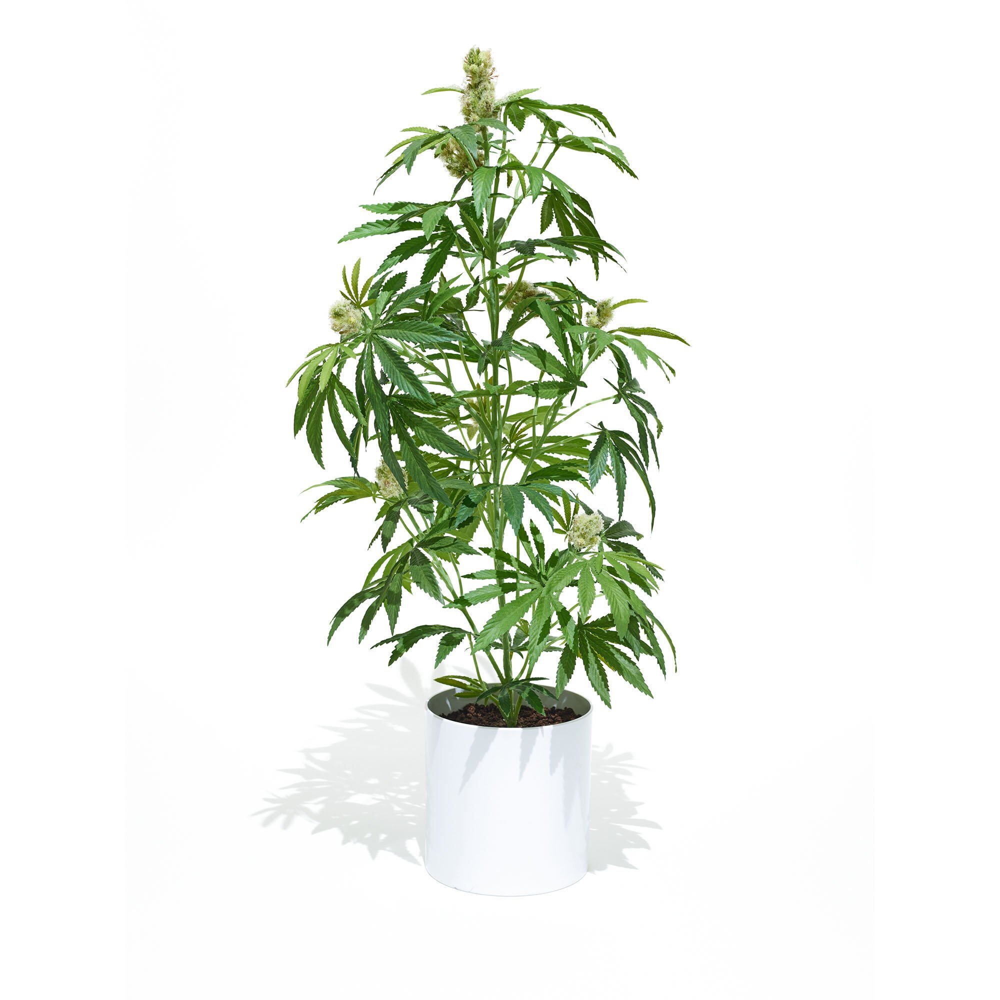 POT PLANT - 36 inch faux "Mother" indoor plant, potted in white cylinder container. Faux-realistic-cannabis plant.