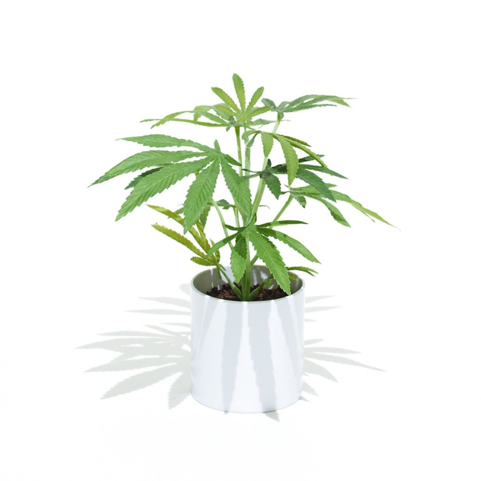 POT PLANT - 10 inch faux "Clone" indoor plant, potted in white cylinder container. Faux-realistic-cannabis plant.