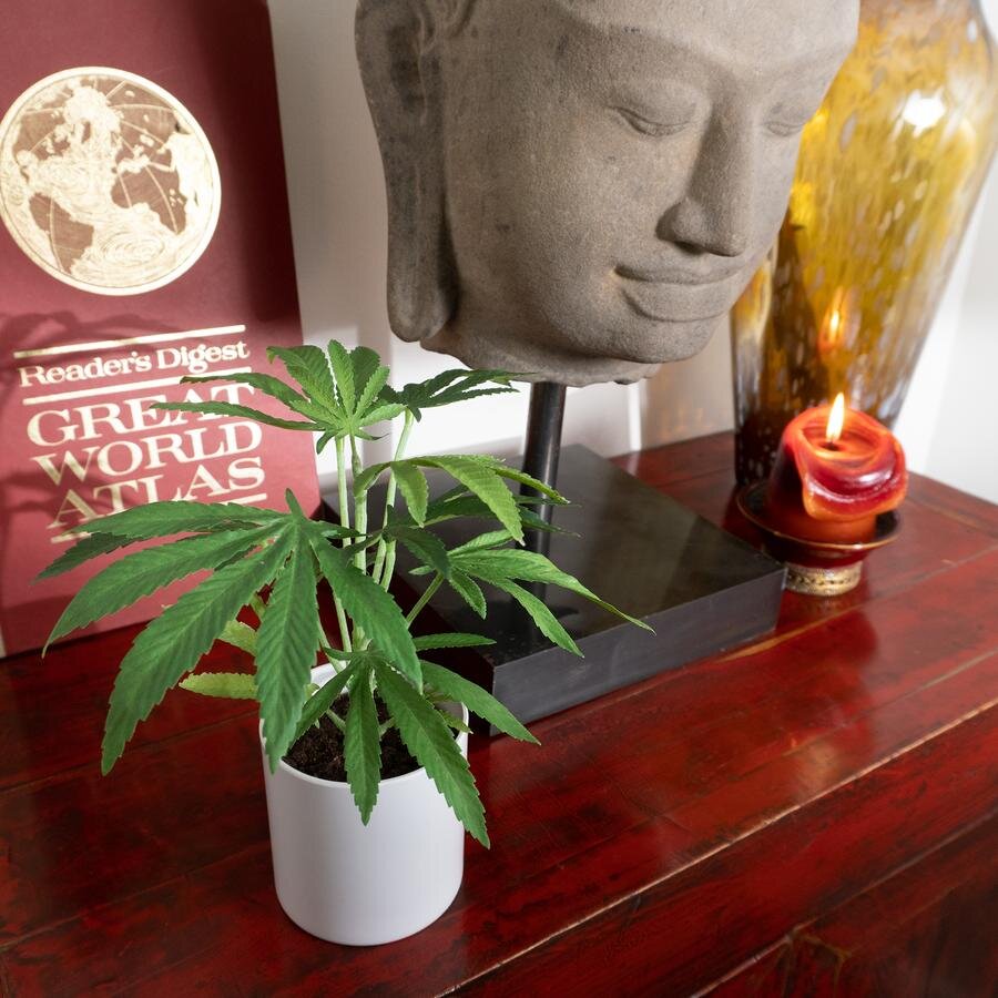 POT PLANT - 10 inch faux "Clone" indoor plant, potted in white cylinder container. Faux-realistic-cannabis plant.