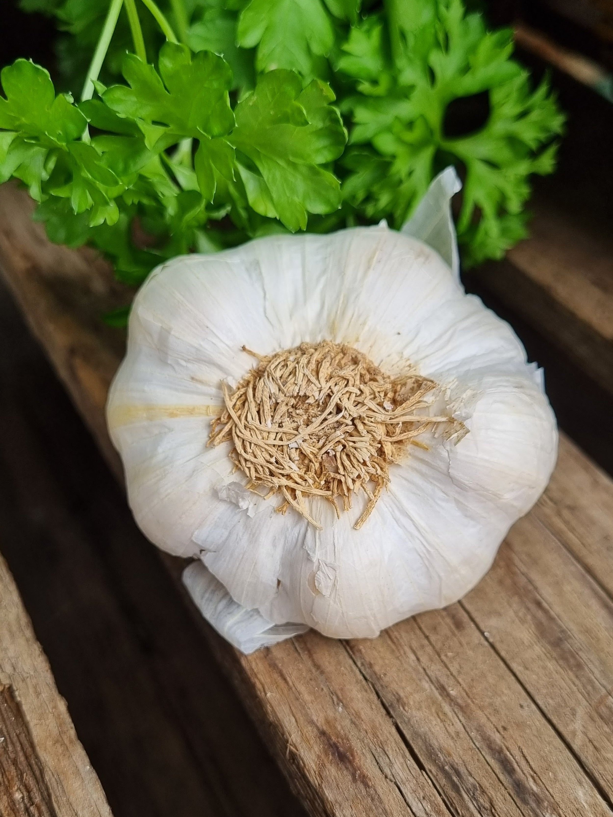 White Garlic Bulbs