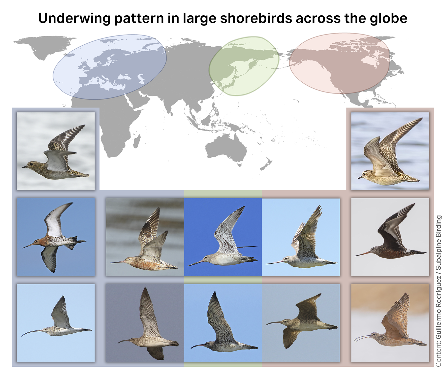 Underwing in shorebirds: a global pattern of geographical variation