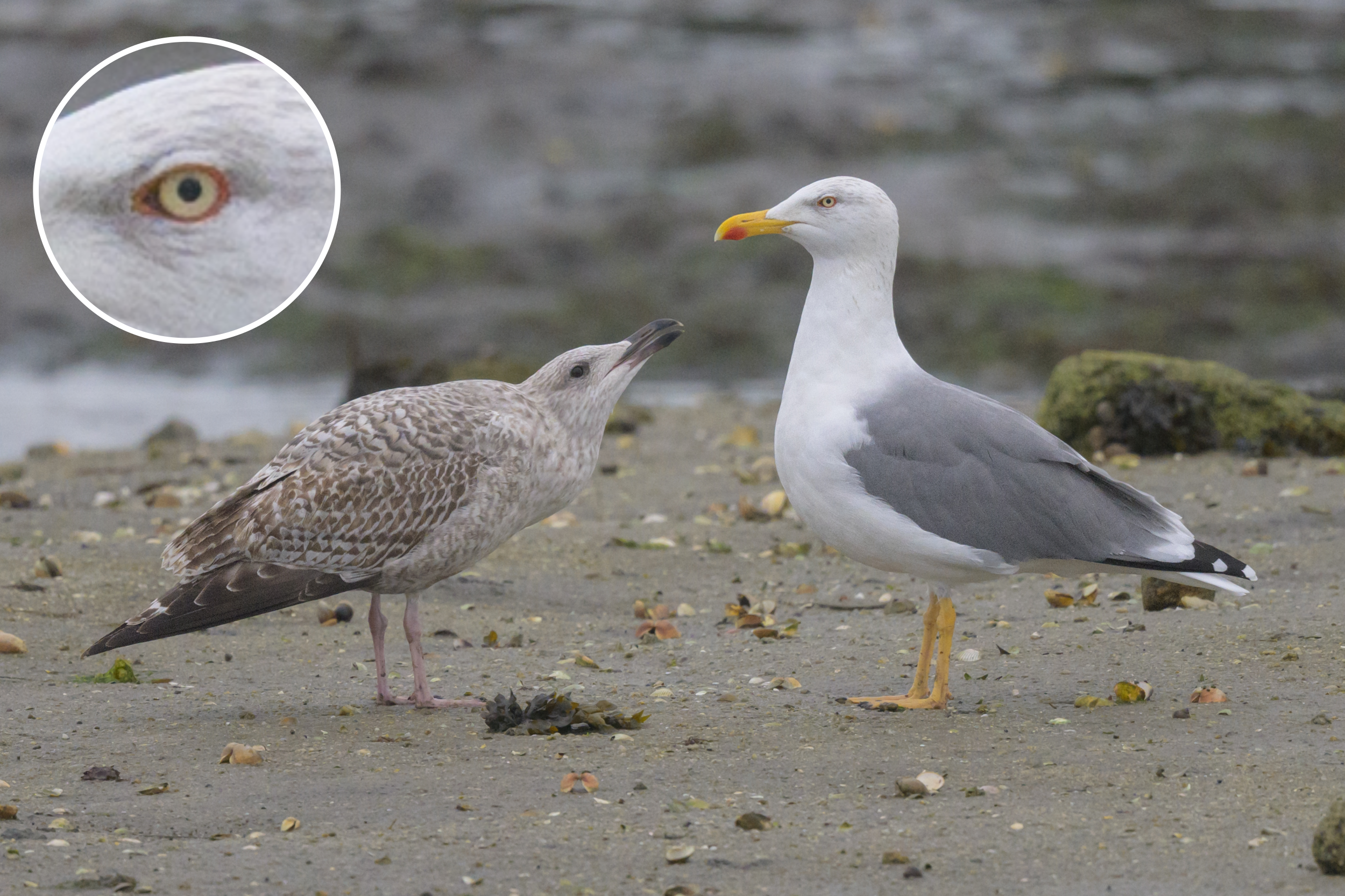 Sahrish Gull Introducing the ‘Guilvinec Gull’: a commented gallery of presumed ...