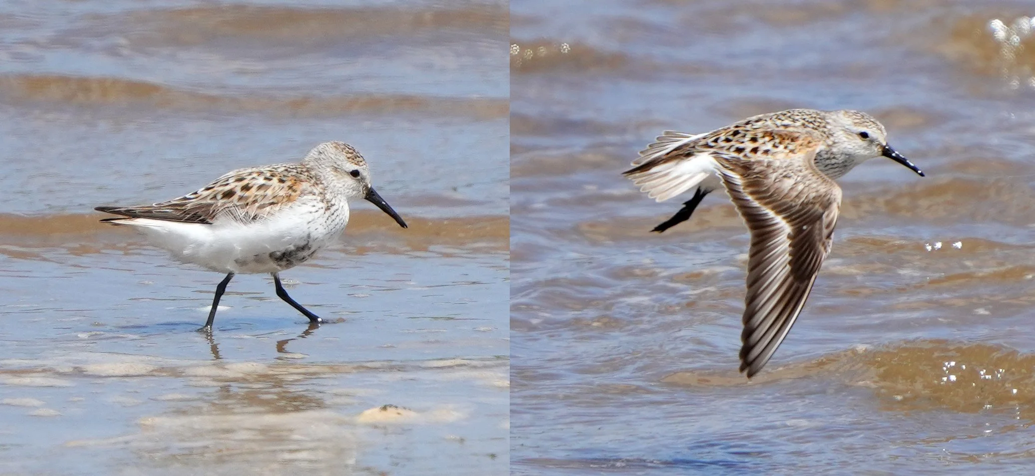 Unprecedented spring arrival of Greenland Dunlin ssp. arctica to ...