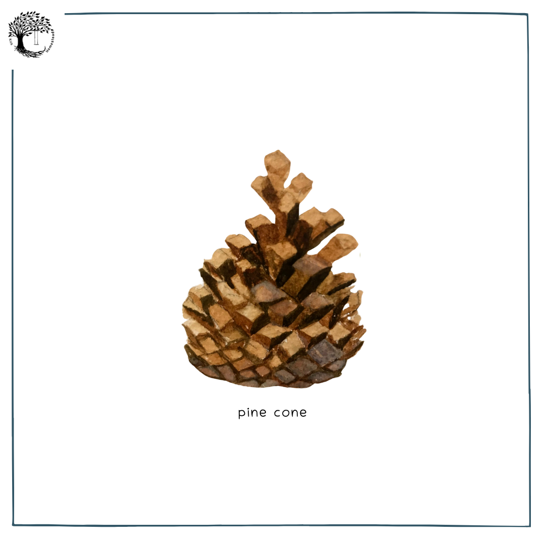 Pine Cone.png