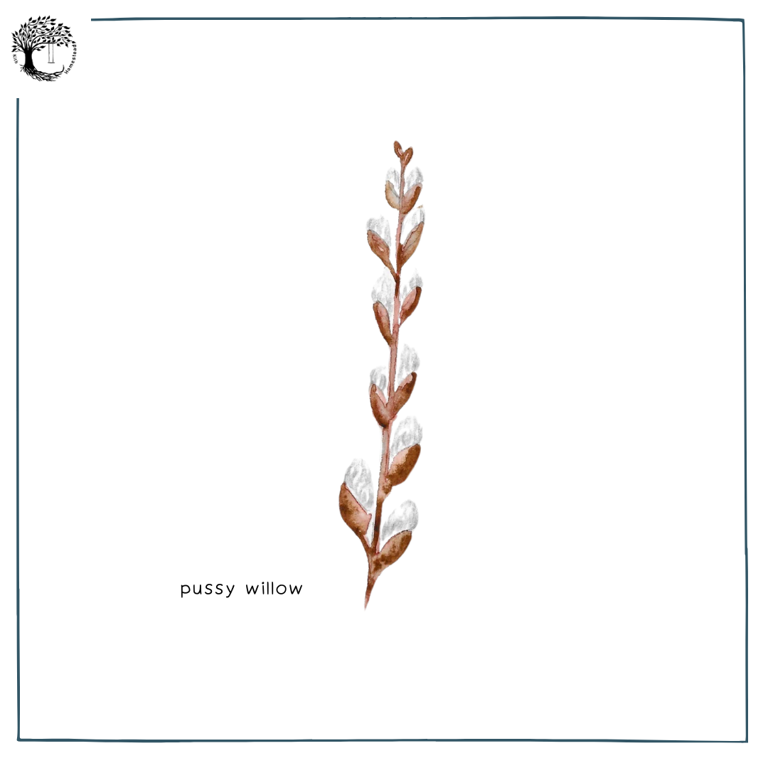 Pussy Willow.png