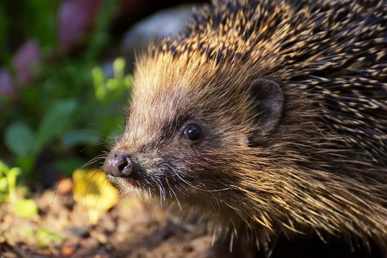 Vocabulary Showcase: Where Does the Word ‘Hedgehog’ Come from?
