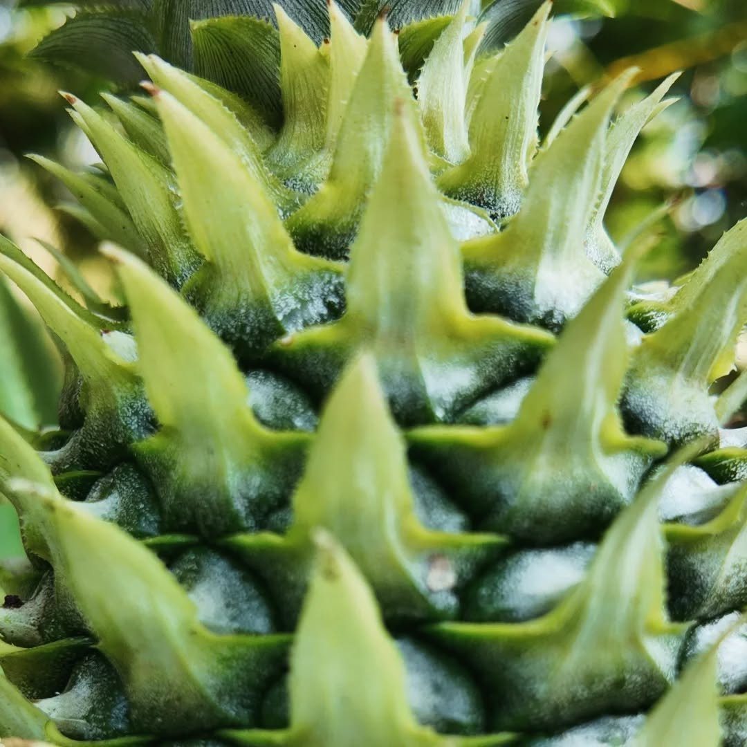 This is our type of luxury.  Our very first pineapple from the garden! 2 months between the photos. 
.
.
.
#stayinsrilanka #traveldiaries #beliatta #lankalife #wanderlust #kisstheground #plantbased #srilankafood #gardendelight #pineapple #southernpro
