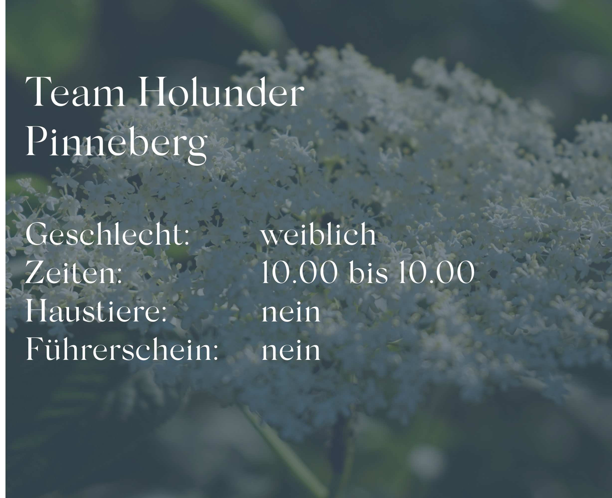 Team Holunder