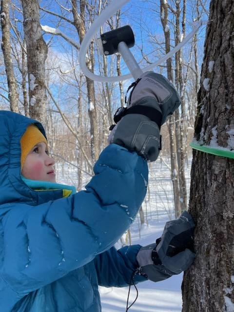 Tapping our maple trees to make Vermont maple syrup