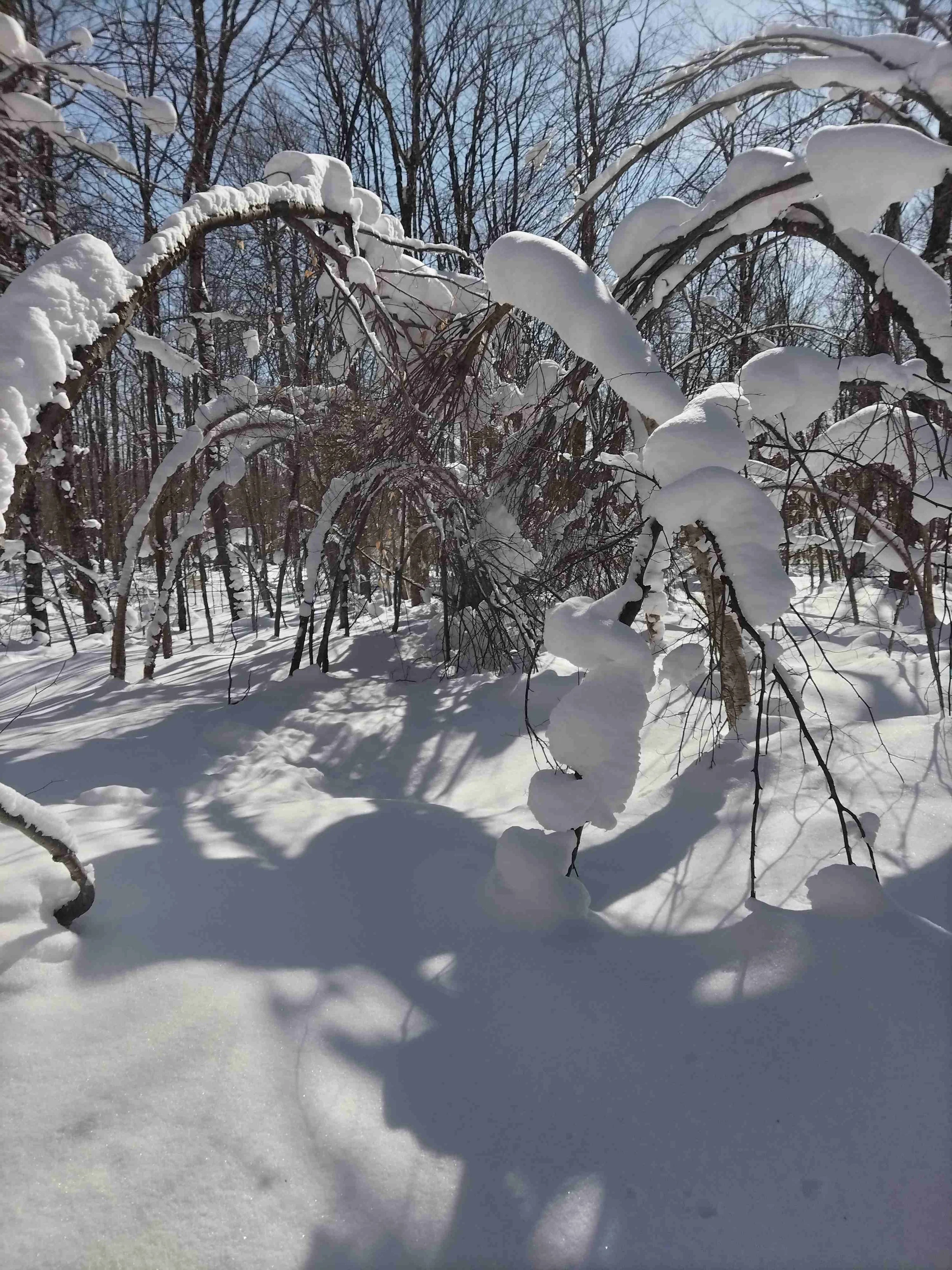 Our unique high elevation Vermont maple operation make some of the best tasting maple syrup, but we have to work hard for it. Our trees were all sideways this year due to ice!