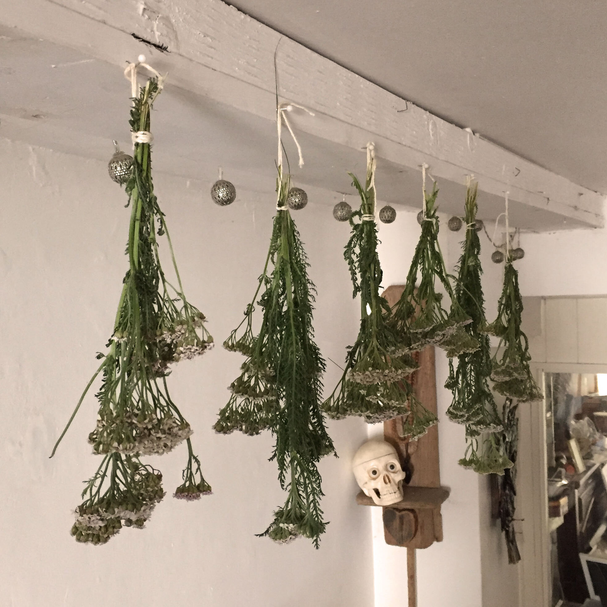 herbs drying.jpg