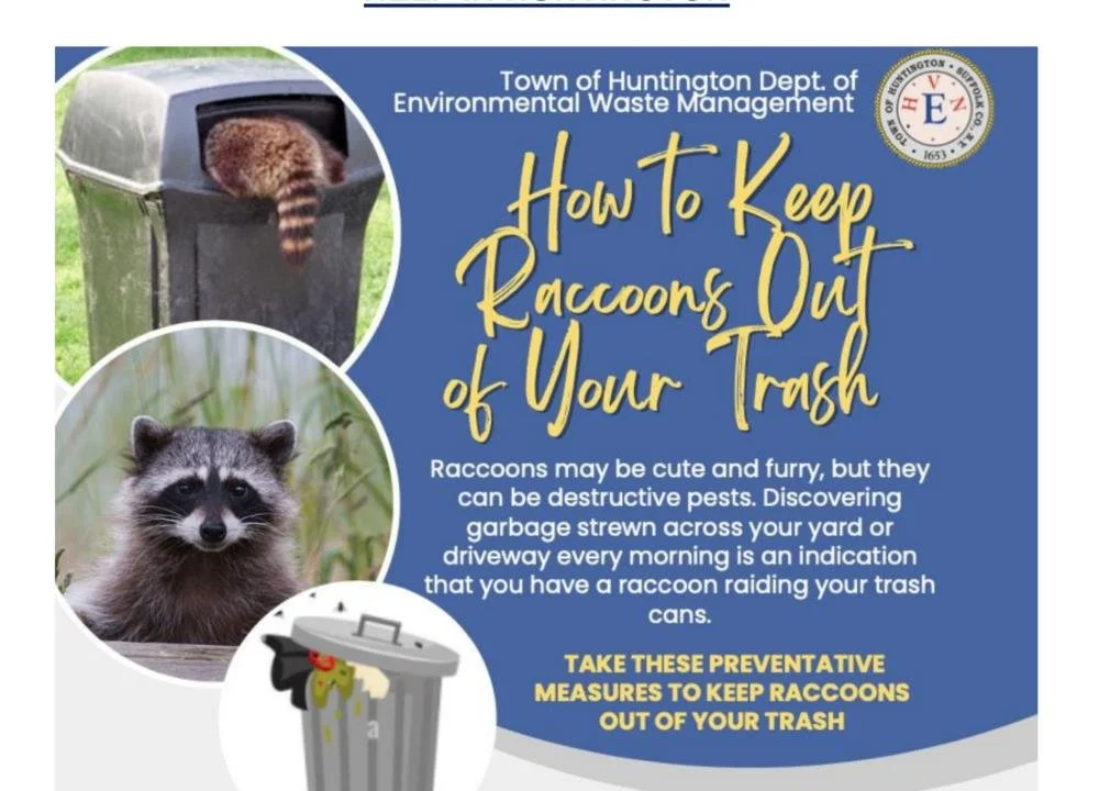 How To Keep Raccoons Out Of Your Trash Lawng Island how-to-keep-raccoons-out-of-your-trash-lawng-island