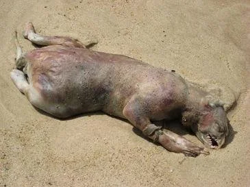 “Montauk Monster”