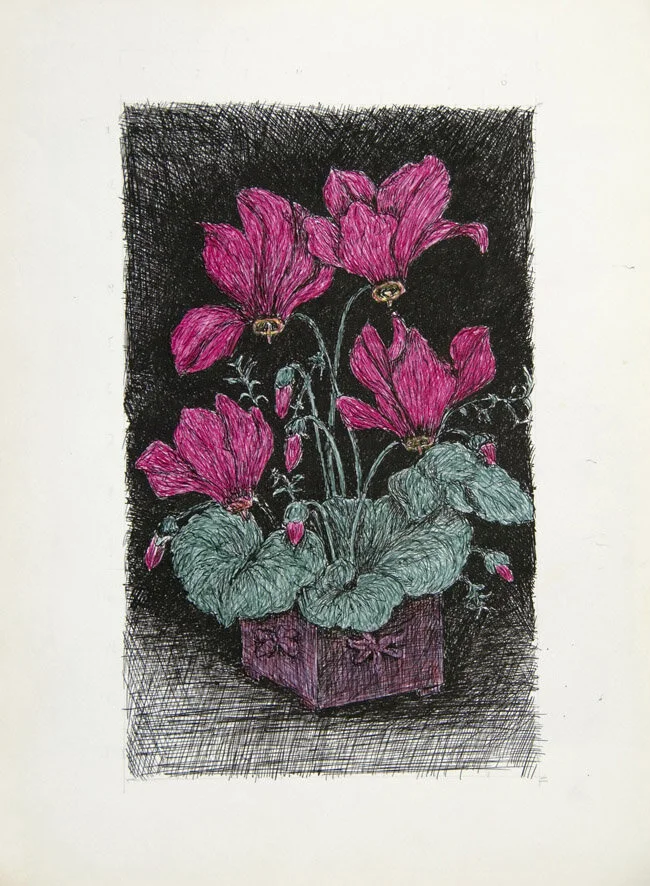 23, 11 februari 1970, Cyclamen persicum -gekleurd-.jpg
