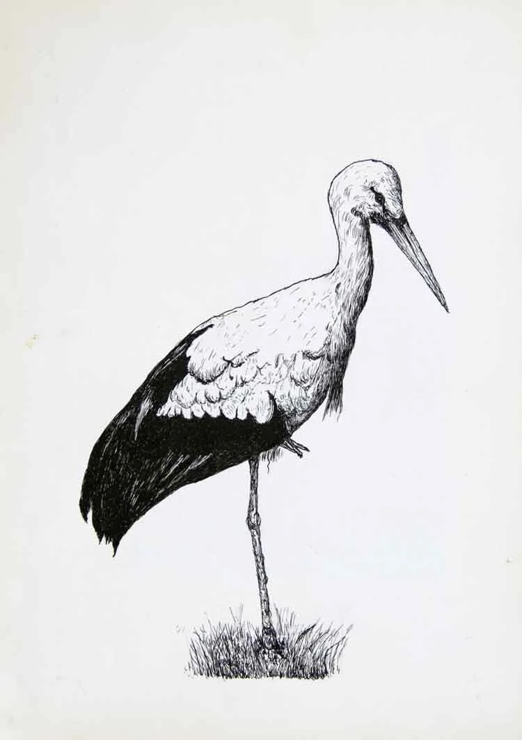 109, 16 februari 1971, Ooievaar.jpg