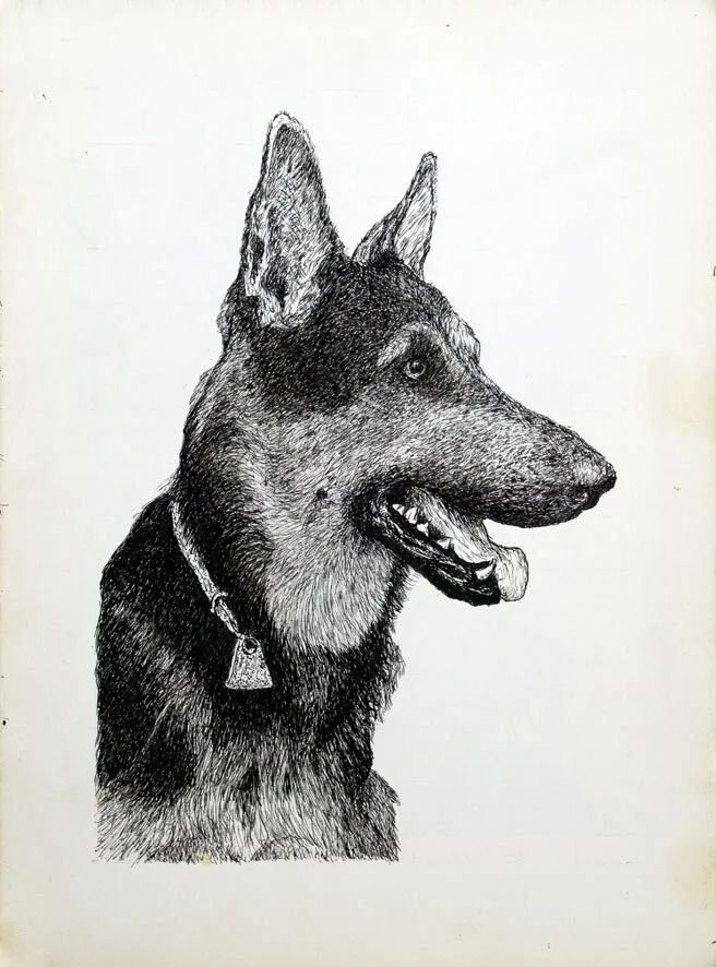 149, 21 augustus 1971, Herka, de herdershond.jpg