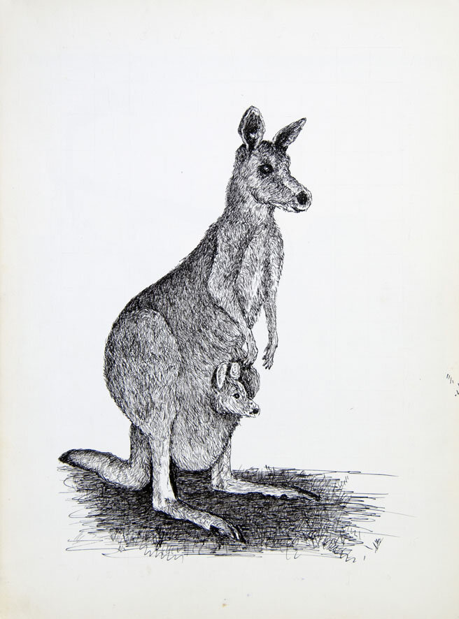 182, 21 januari 1972, Kangaroo.jpg