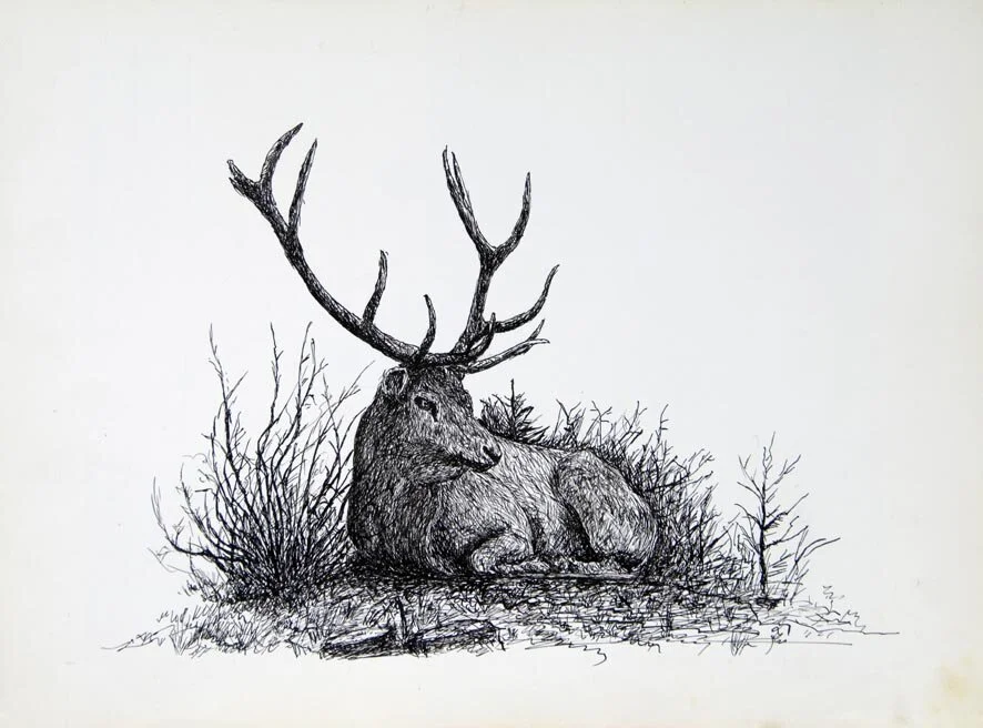 186, 4 februari 1972, Rustend edelhert.jpg