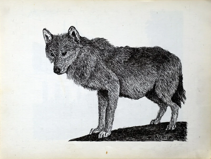 342, 17 oktober 1974, Wolf.jpg