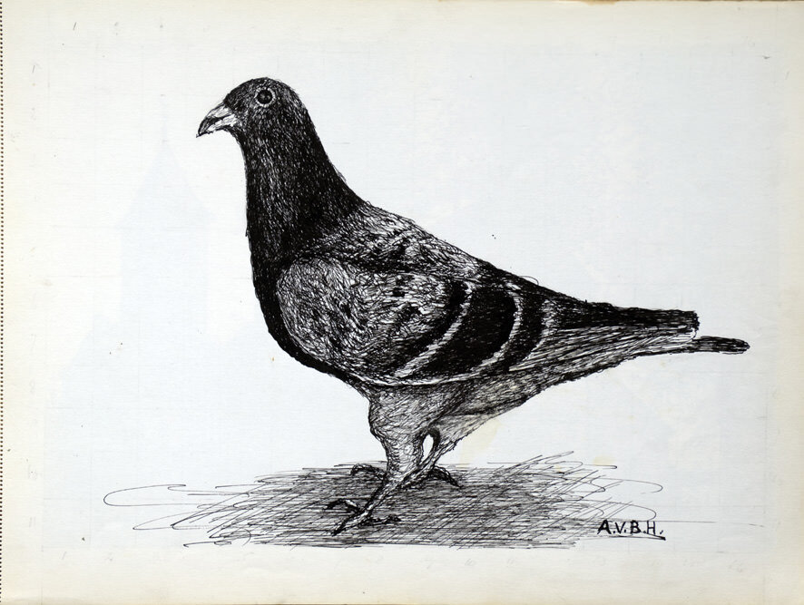 356, 28 januari 1975, Duif.jpg
