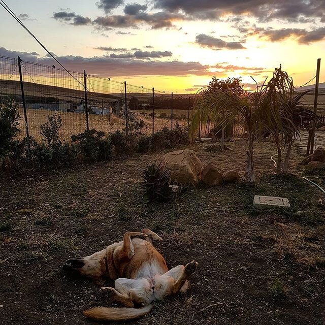 ENJOY THE SUNSET .....🌻
.
.
.
#bebpolveredistelle #relax #campagna #isolatiaprescindere #dog #ary #scostumata #tramonto #inizialastagione