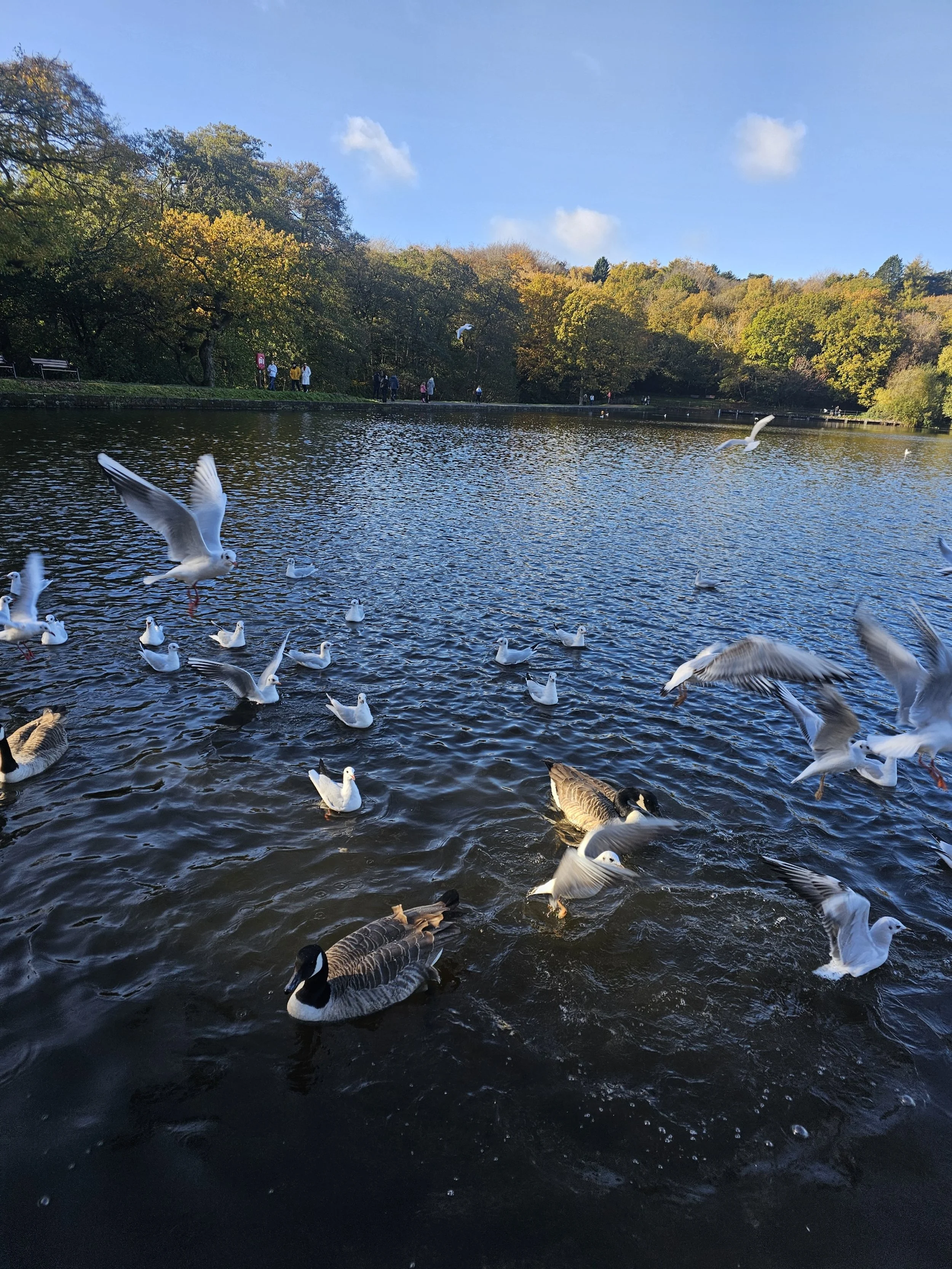 Seagulls flapping over a lake