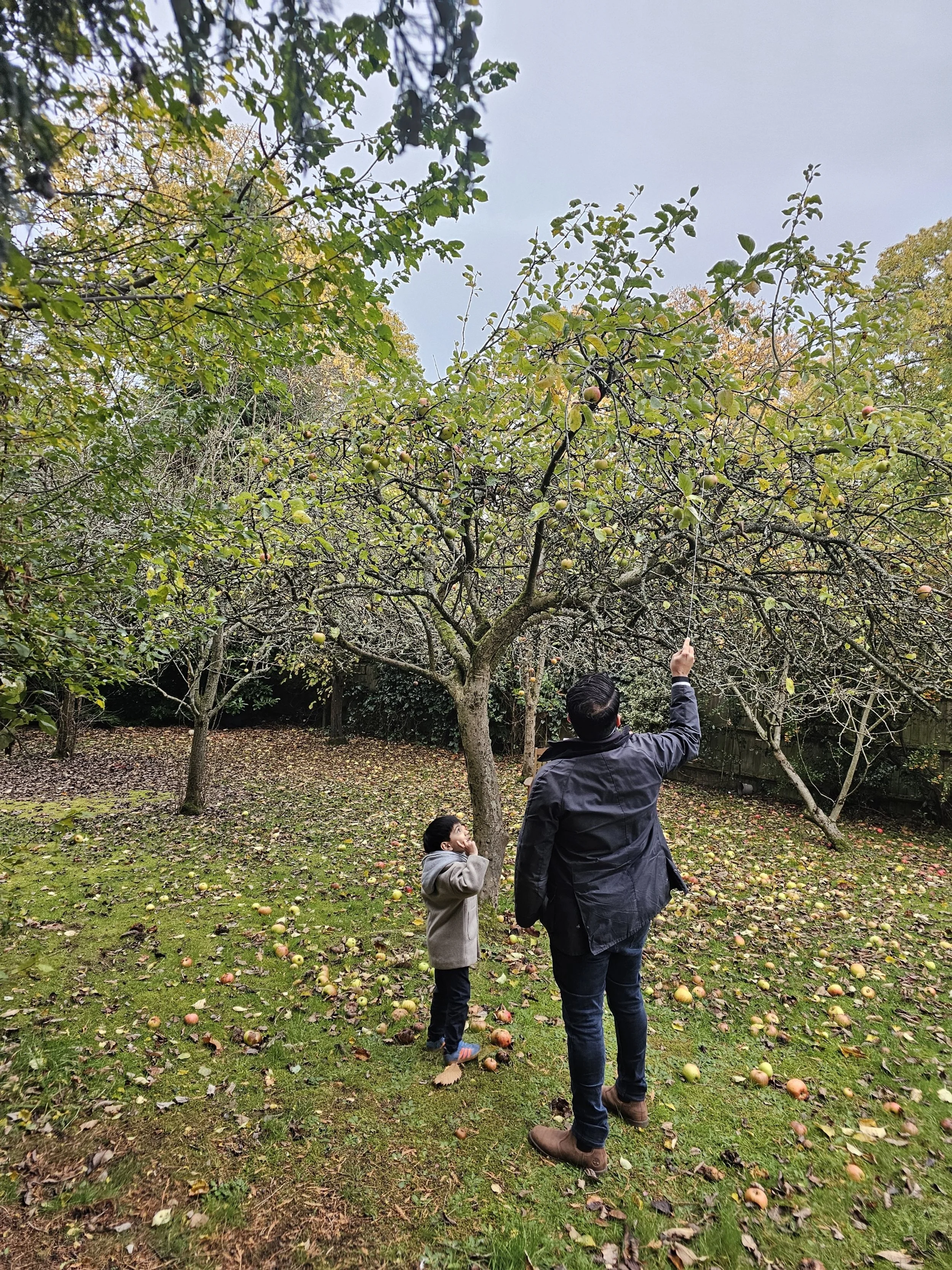 Man and child apple picking