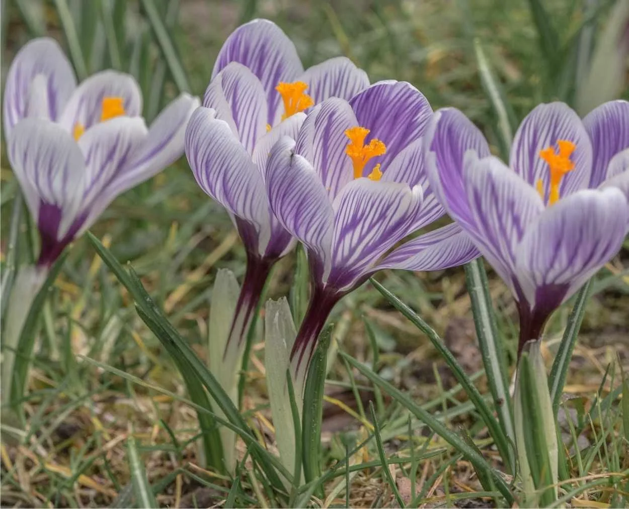 crocus-vernus.jpg