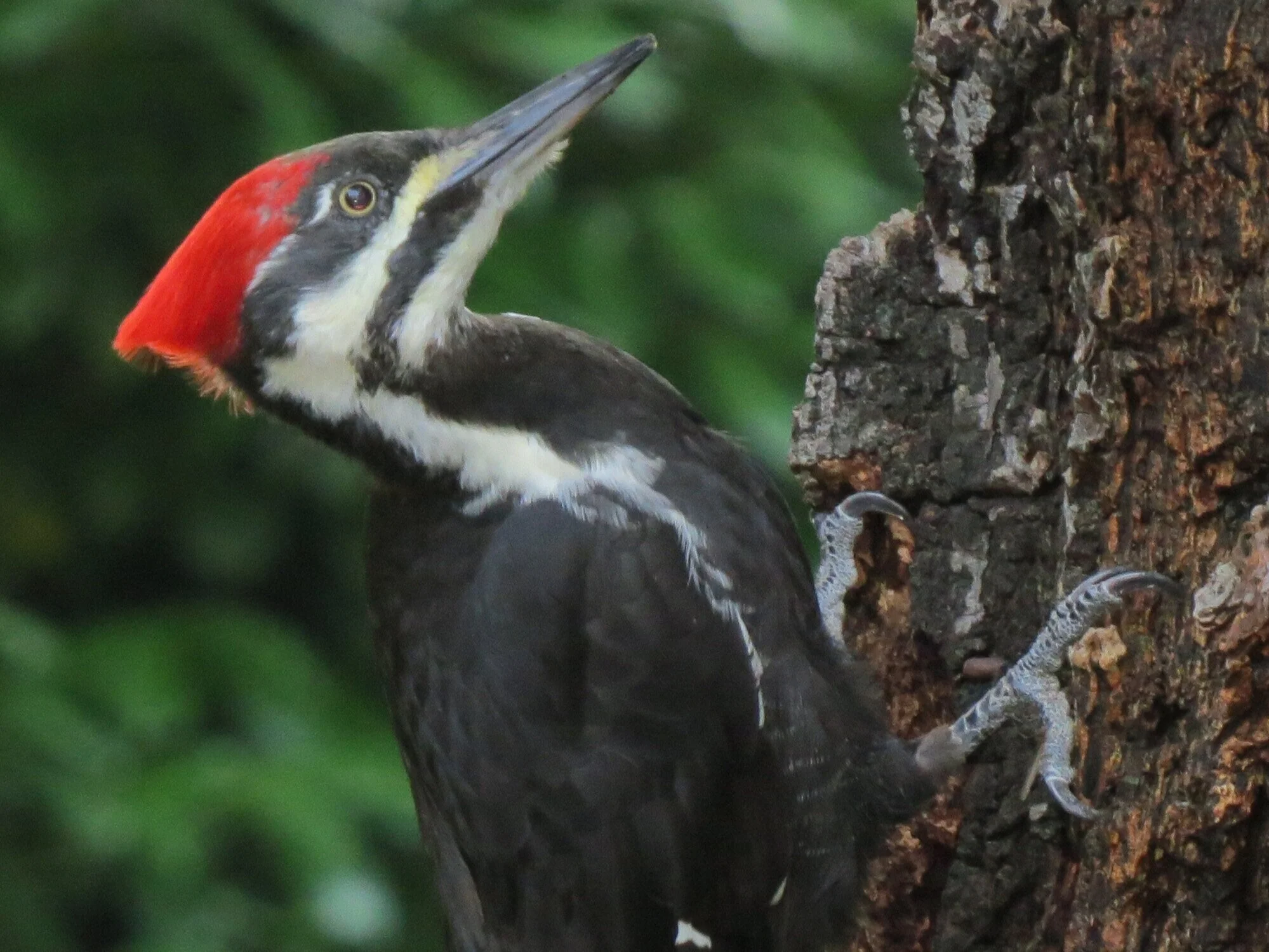 Pileated+Woodpecker+je.jpg