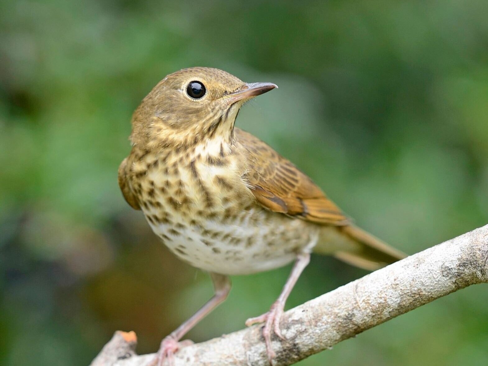 Thrush (bird) - Wikipedia