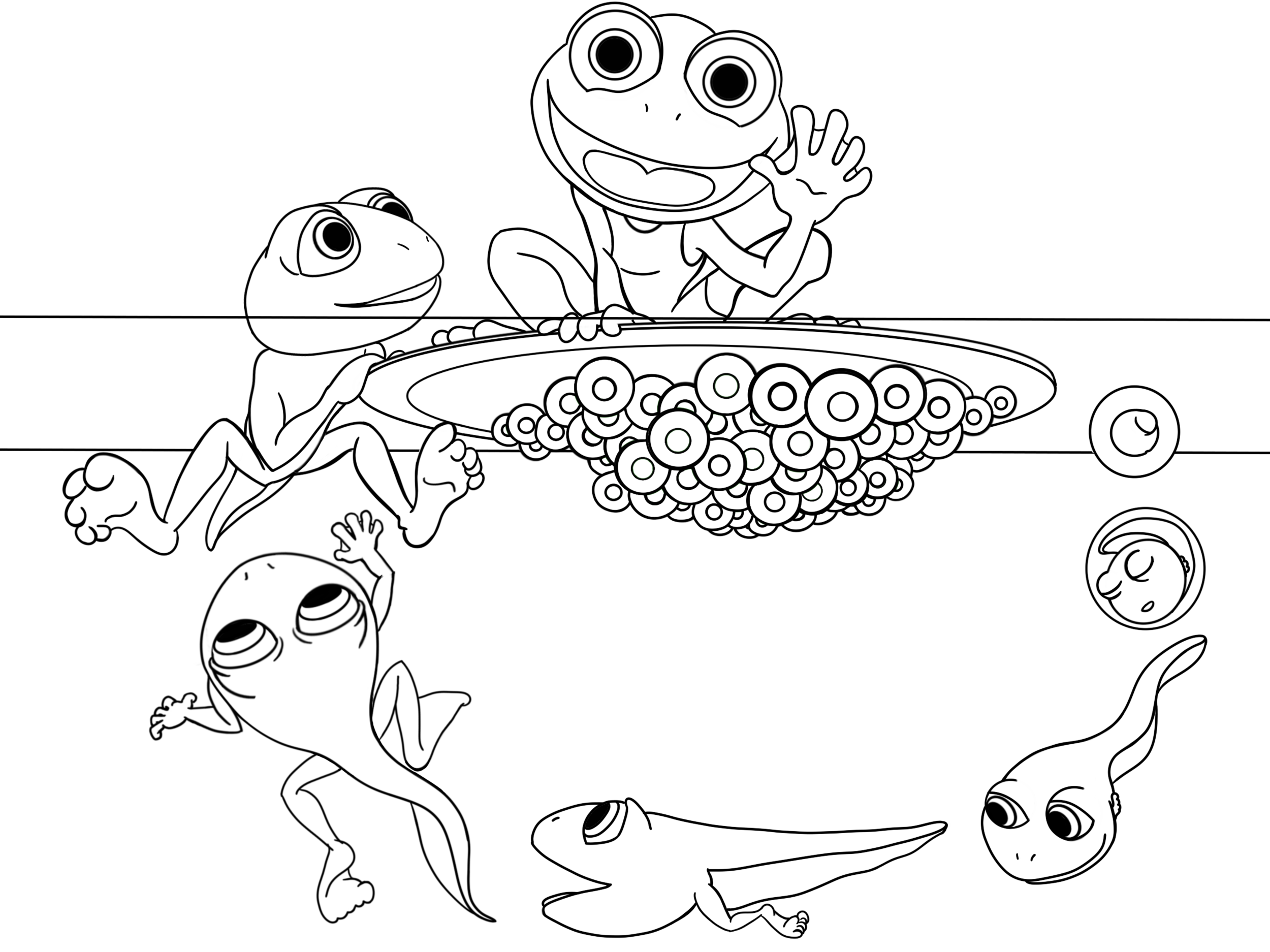 Growth Cycle of a Frog Color Page
