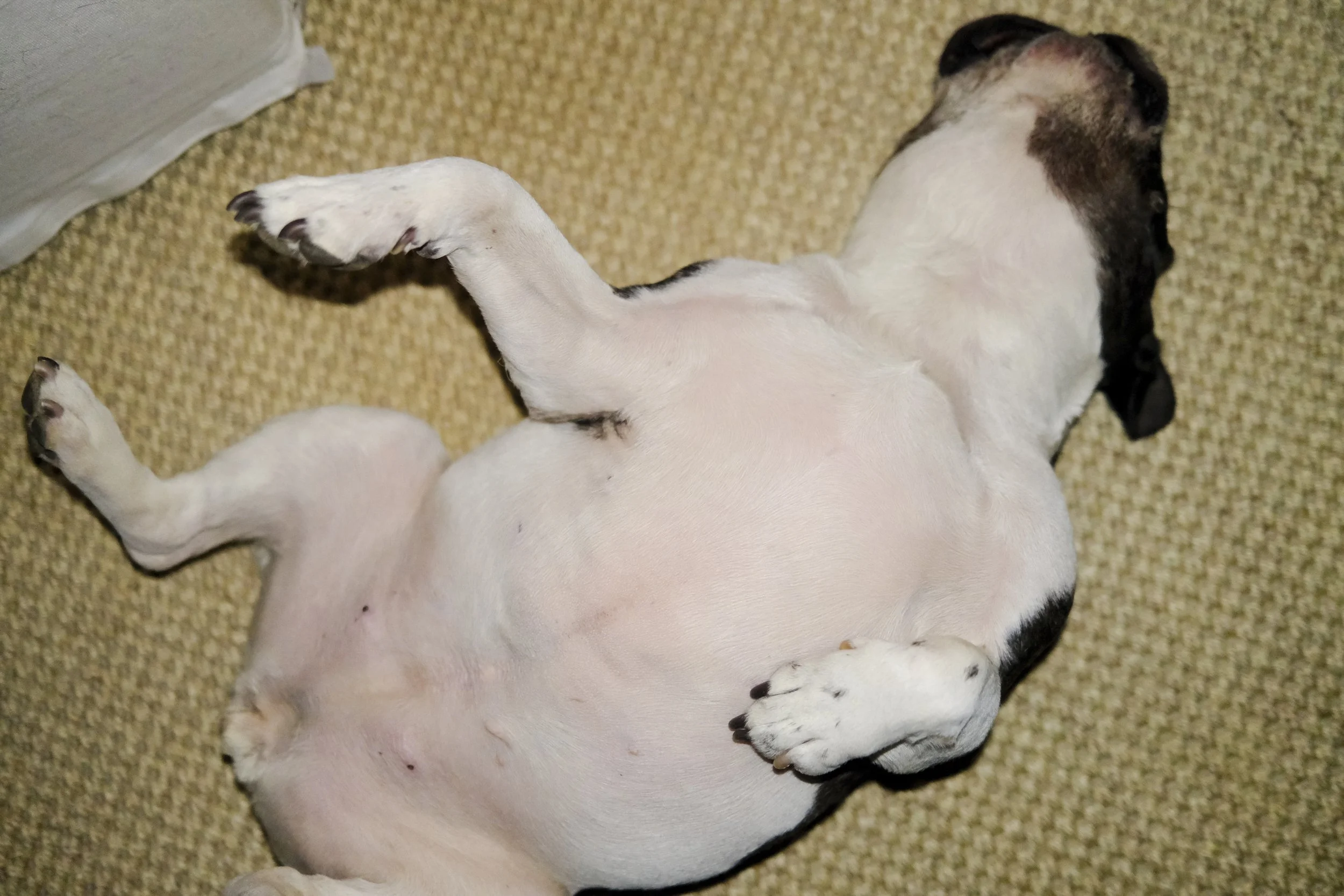 GBDAY VGJ II-5668.jpg