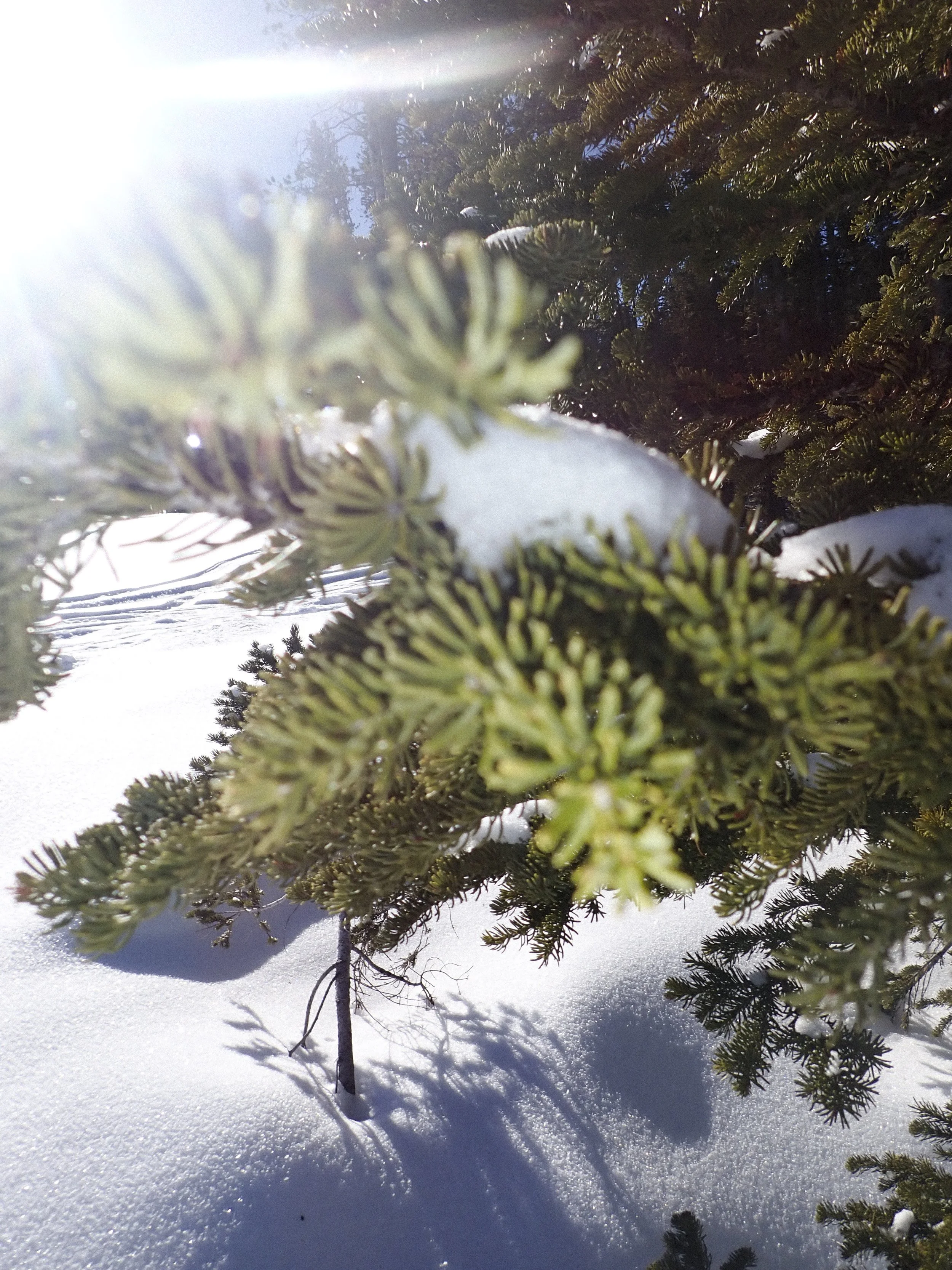 YC VGJ II-2120624.jpg