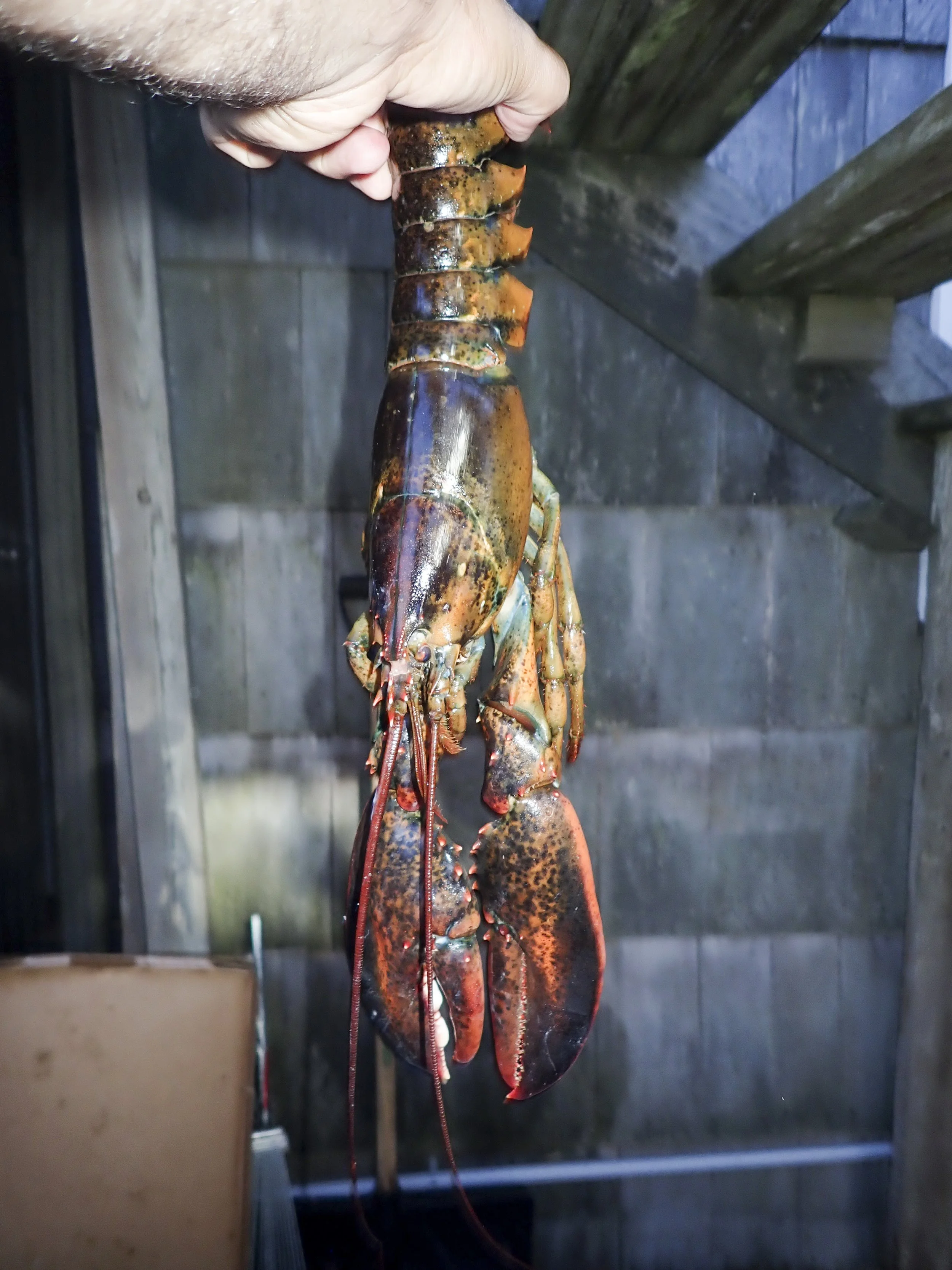 THE LOBSTER PARTY