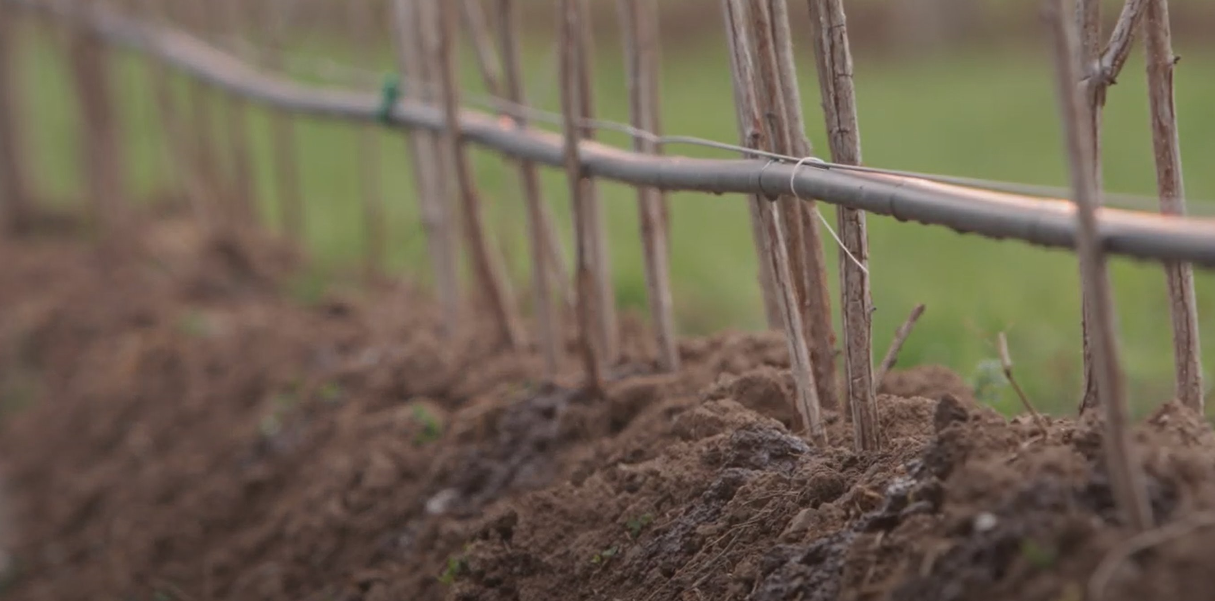 Drip Irrigation 2 jpeg.jpg