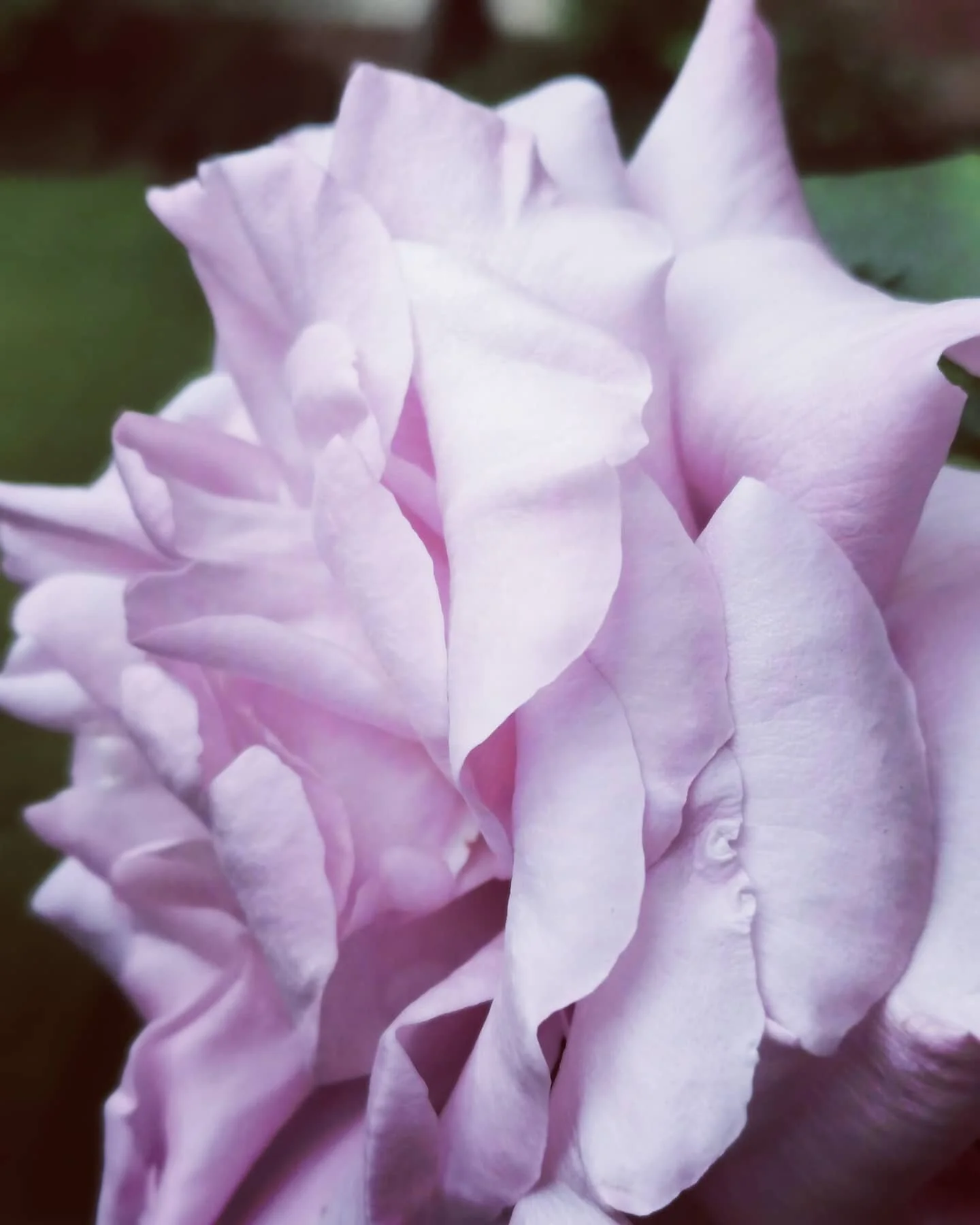 #mauverose #wildbirthroses