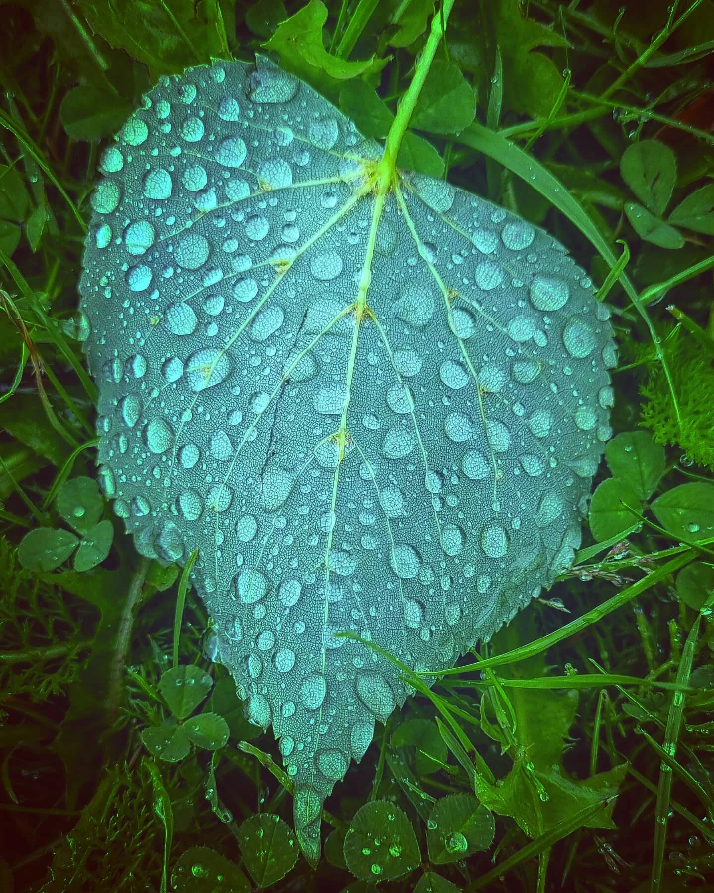 It all works itself out in the end doesn't it.  There's  wisdom at work somewhere. I hope. 
The waning moon combined with the blanket of grey drains the energy out of me. My failures and mistakes keep sliding into focus, and the effing tooth has made