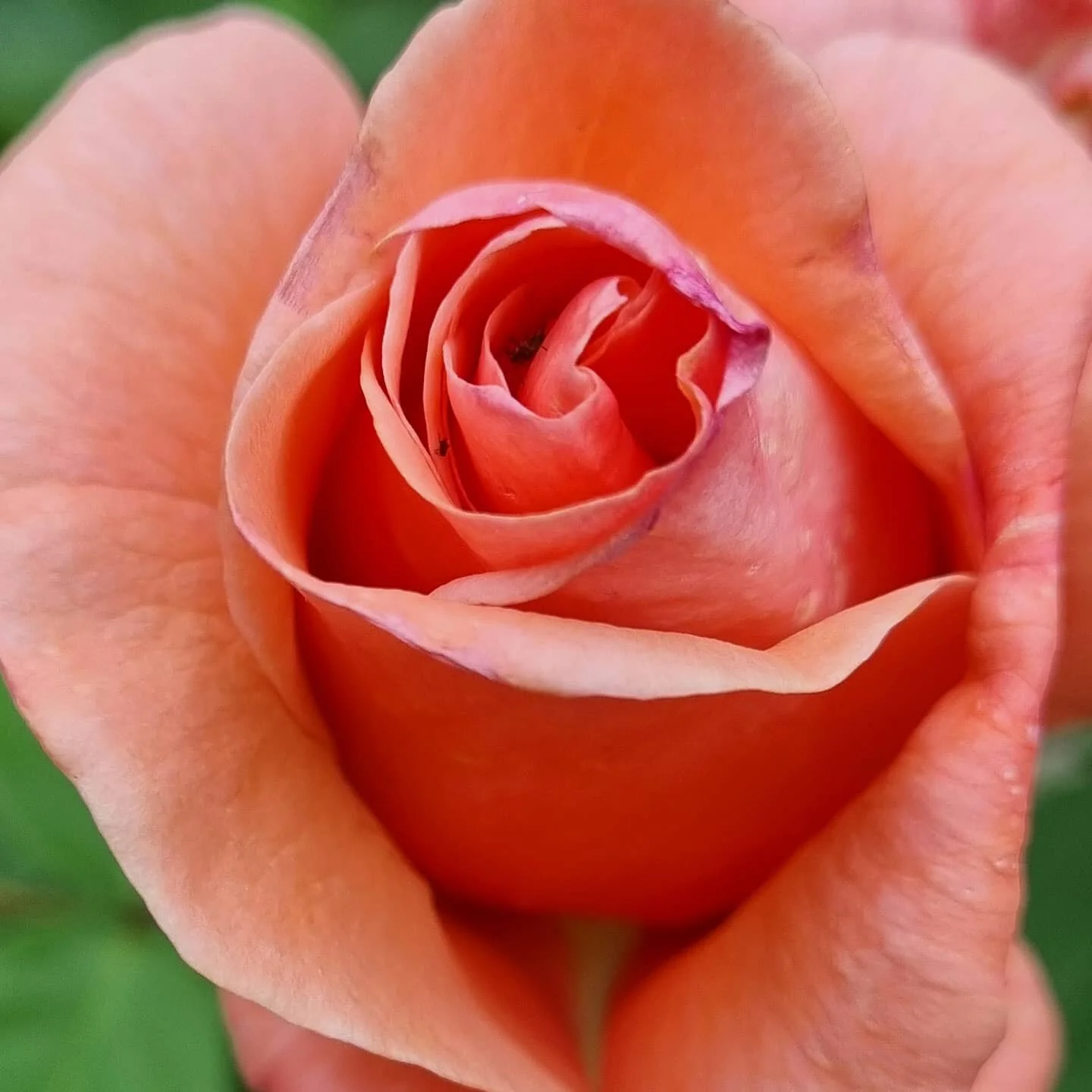 #wildbirthroses a beautiful day even through the rain! The #newmoon is here, fresh energies flowing in, beautiful babies on their way, #oxytocin flowing!