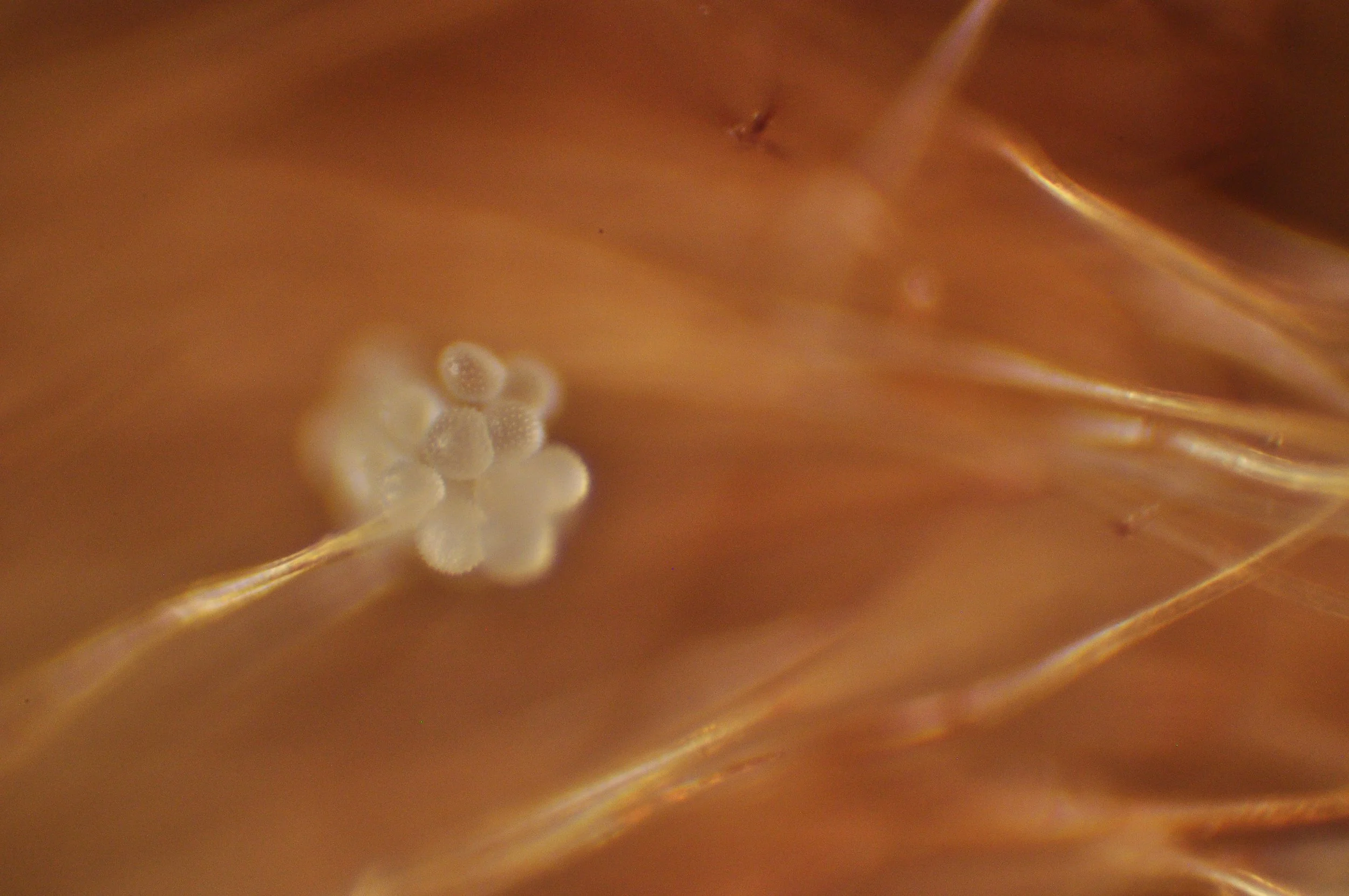 Pollen on a Magnolia Leaf