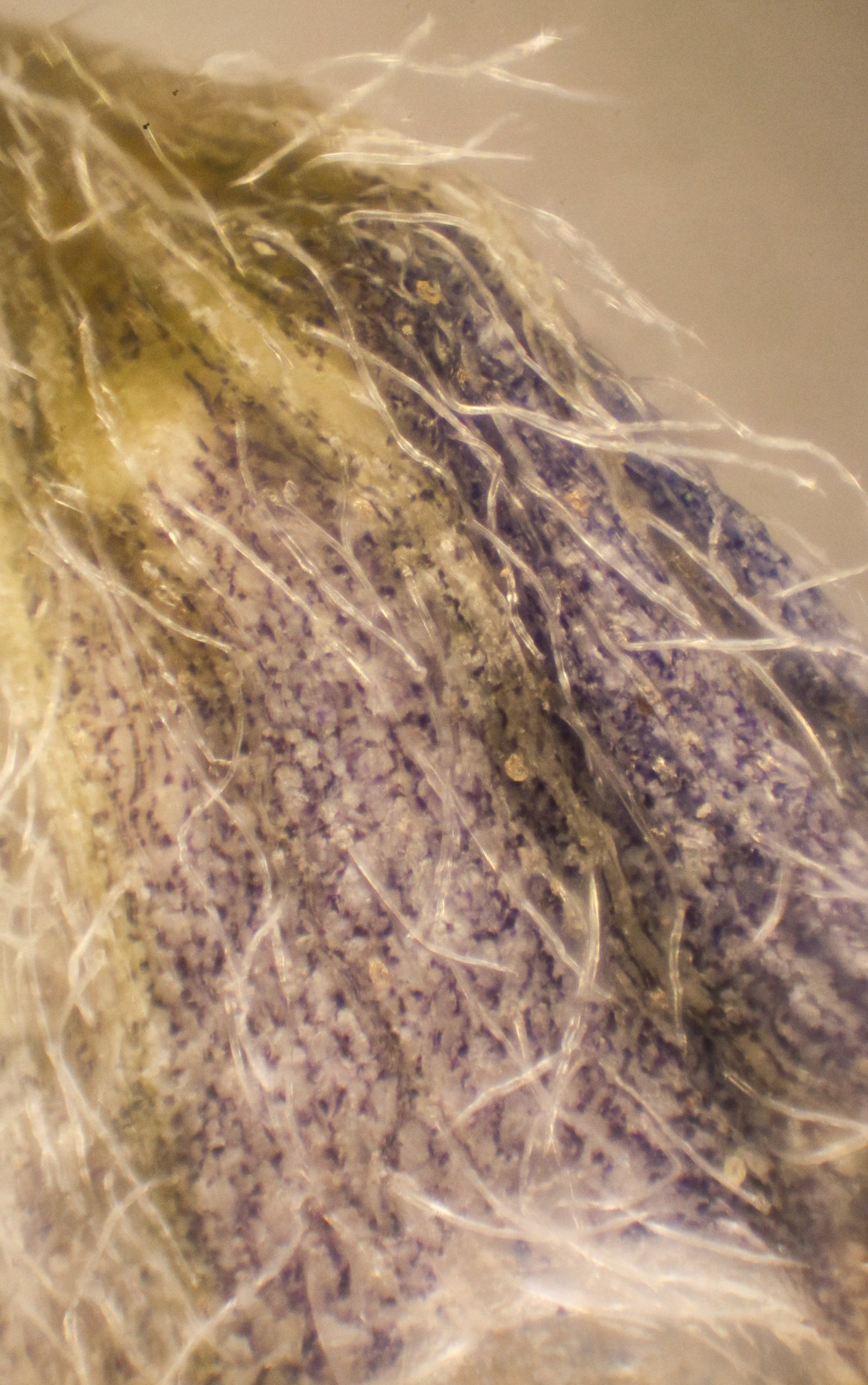 2022-09-13-07.31.23 ZS PMax-2.jpg