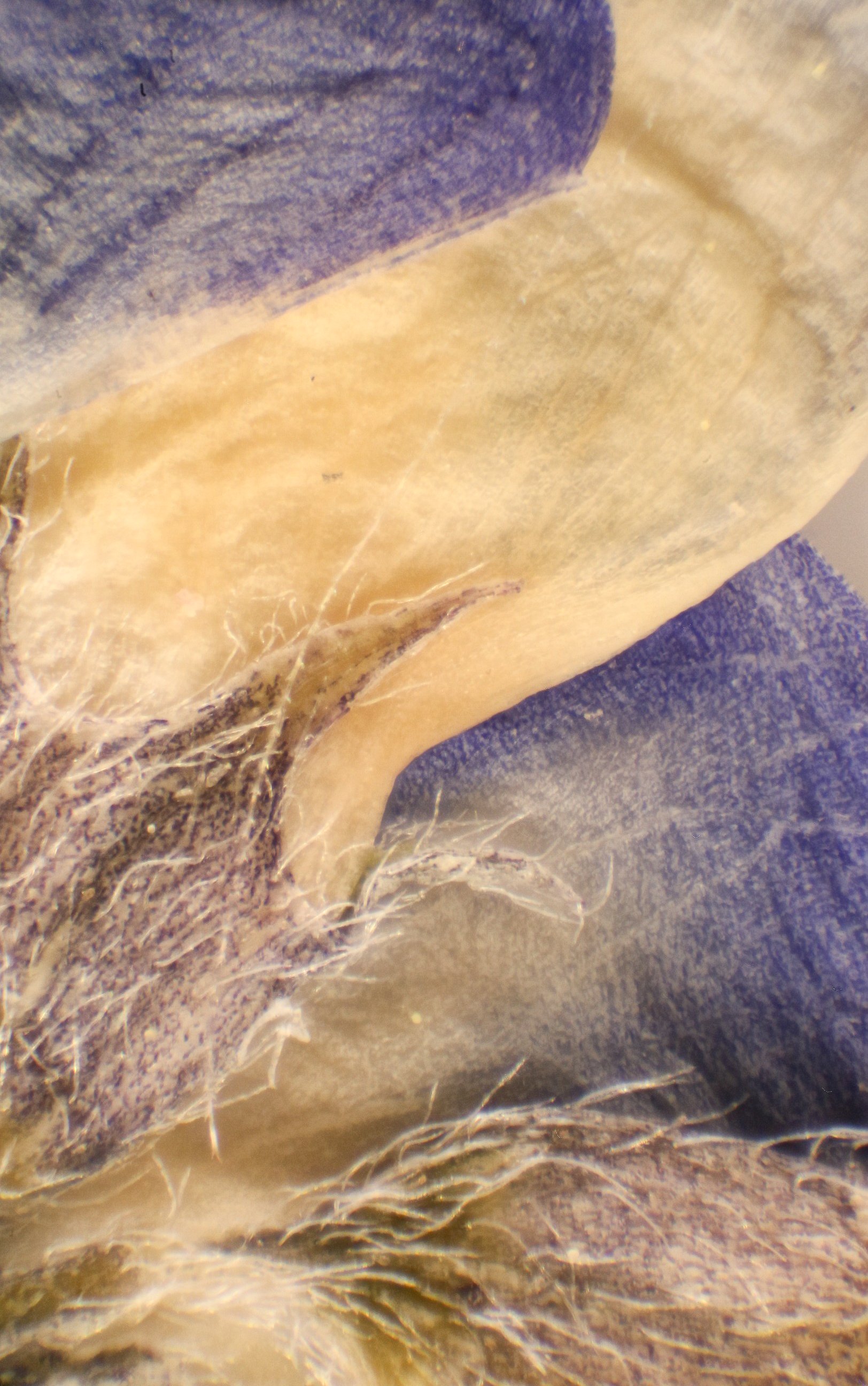 2022-09-13-07.37.42 ZS PMax-2.jpg