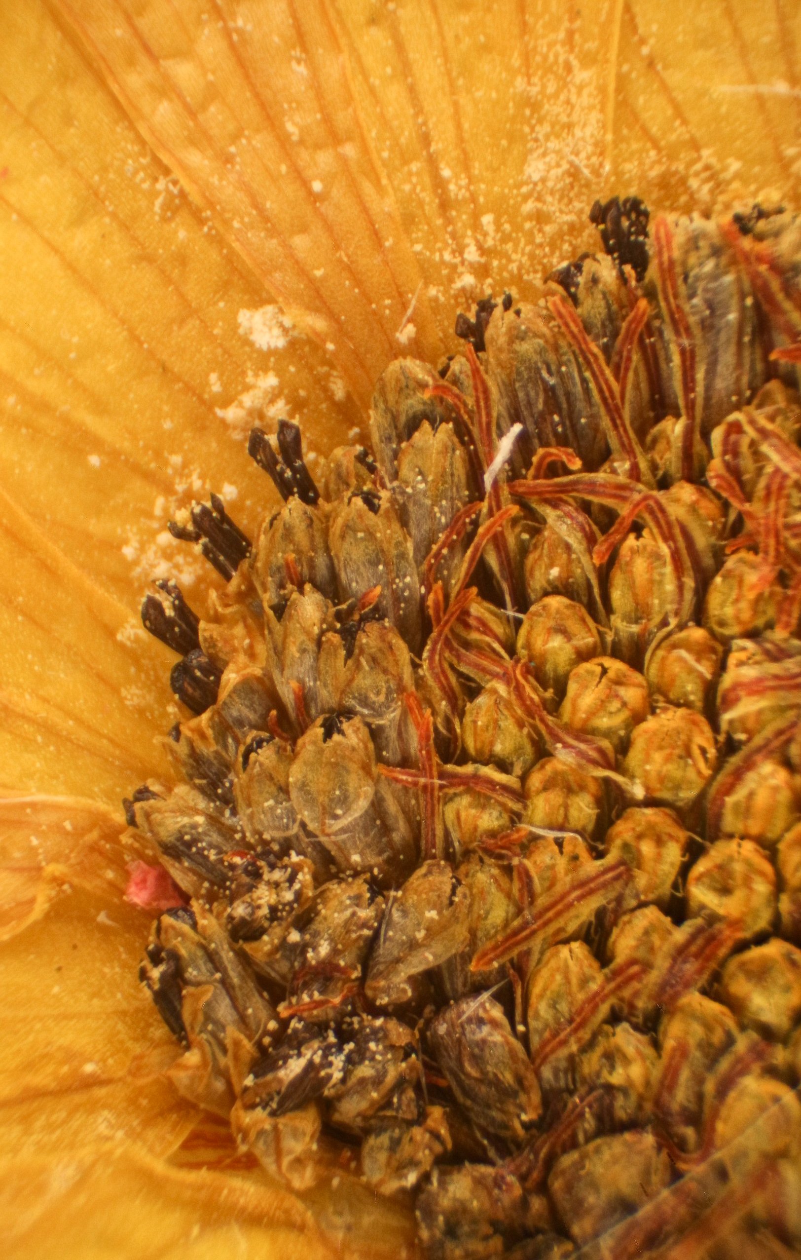 2022-09-13-07.45.52 ZS PMax-2.jpg