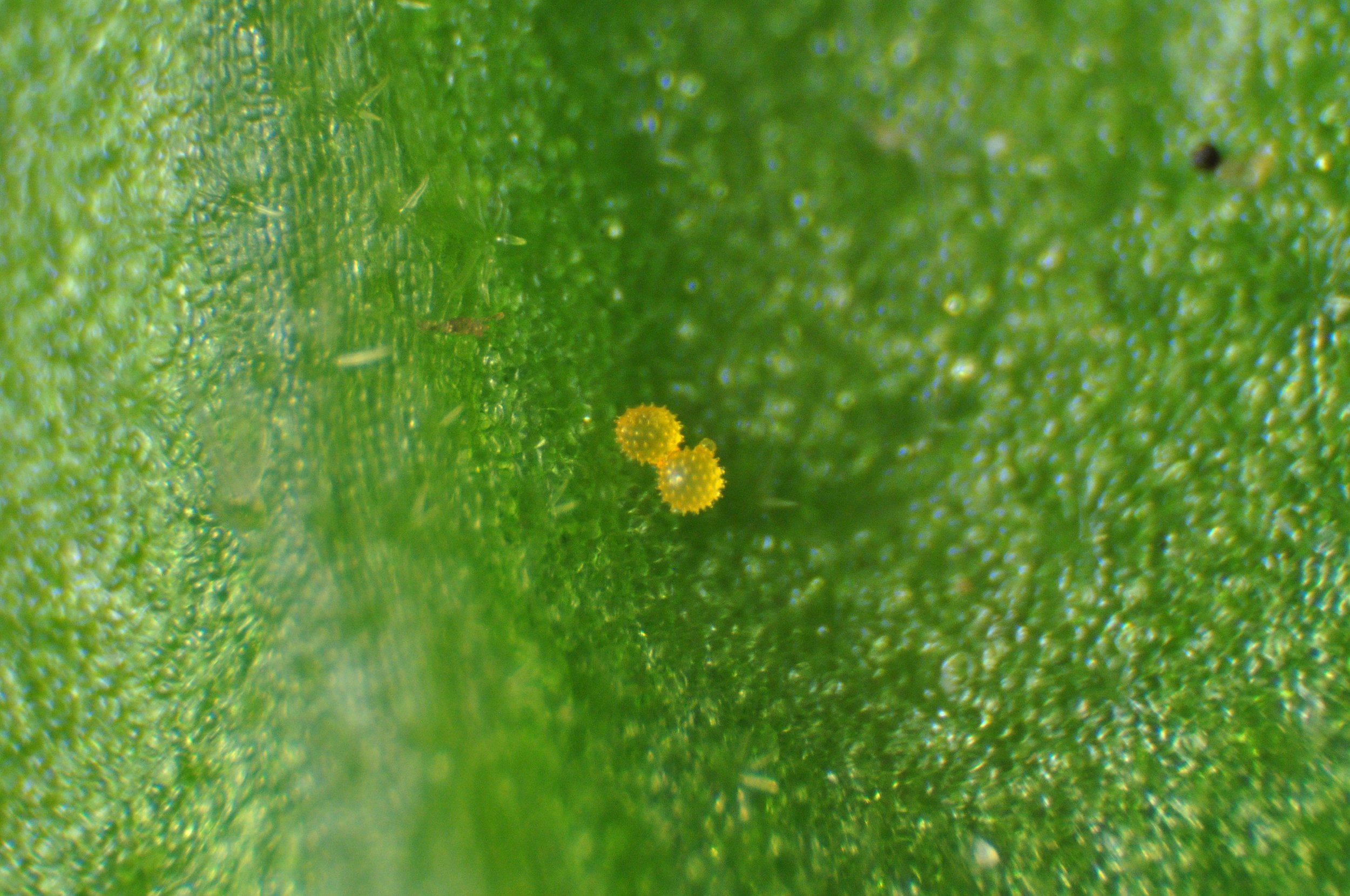 Pollen on a Leaf